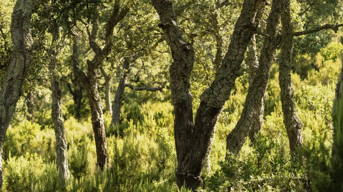 La forêt de chêne liège au  Château Pas du Cerf  à La Londe