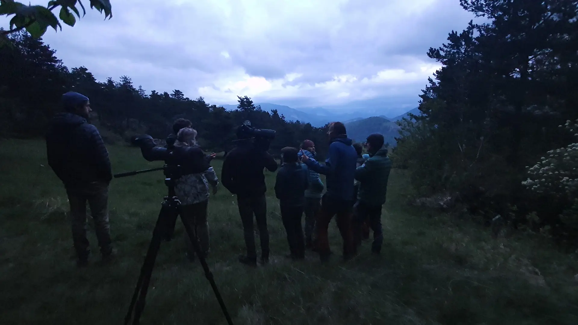 Observation Tétras Lyre