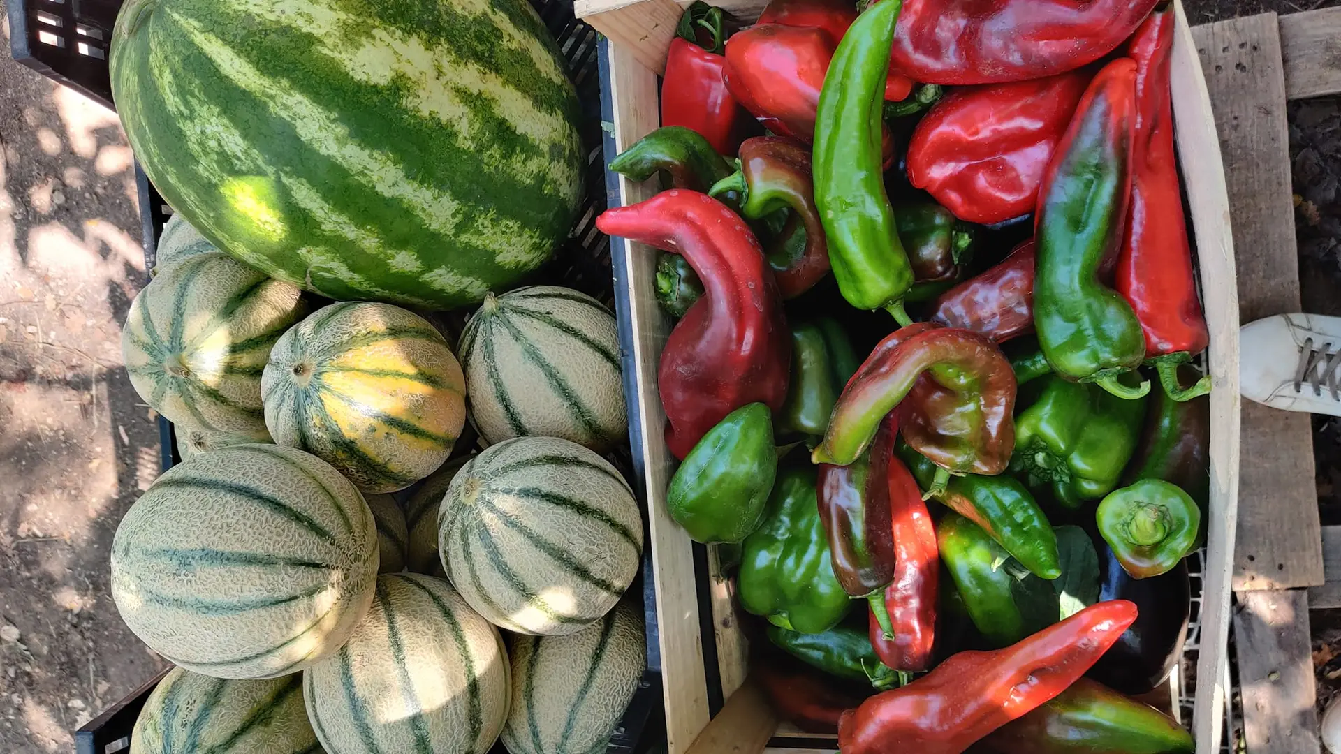 Felix Paysan_Callian