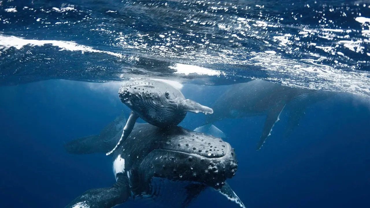 Moorea Moana Tours