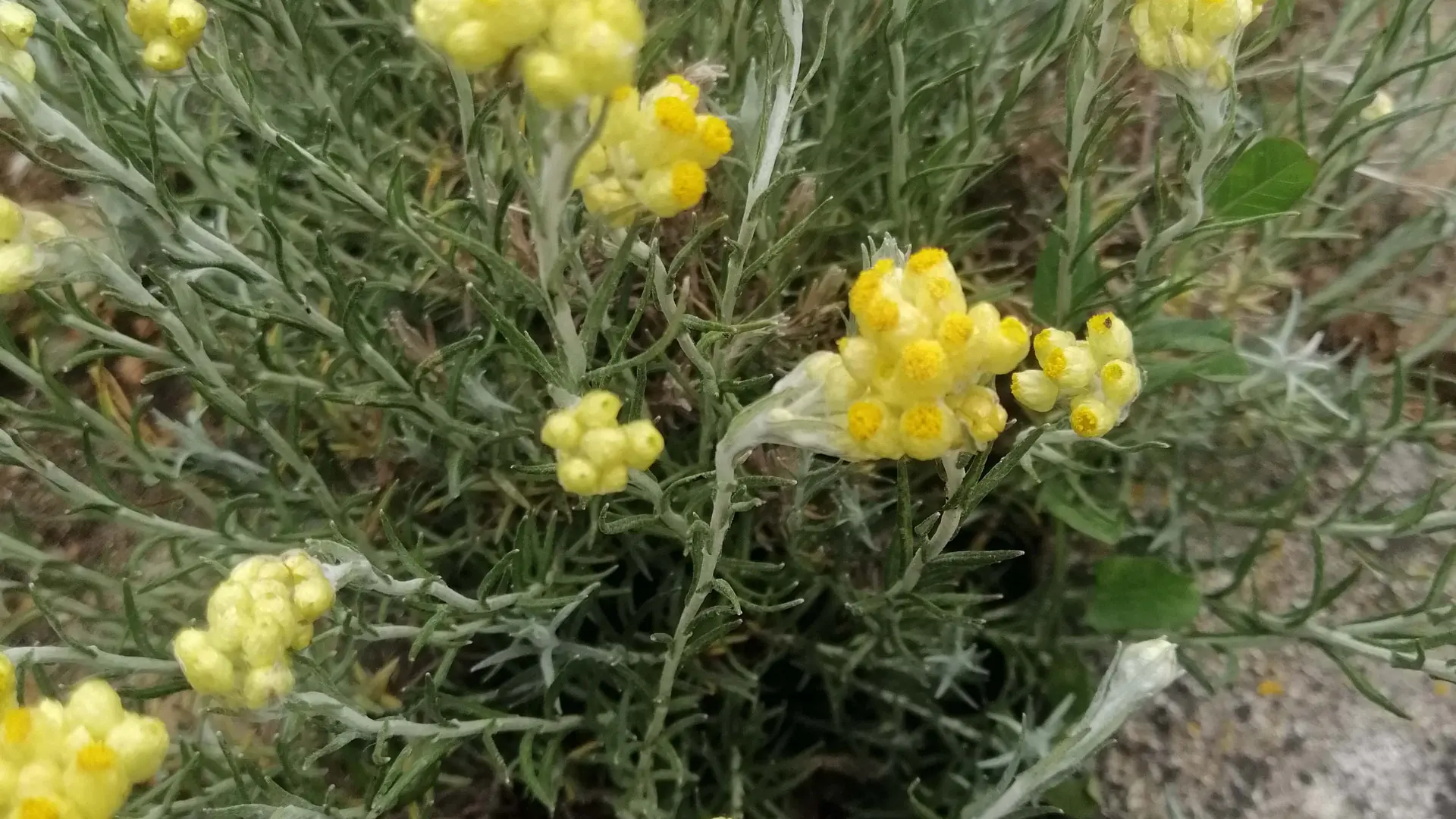 L’hélichryse, la puissante antihématome mais pas que !