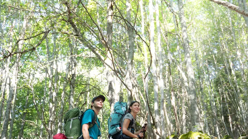 Bois des Feuillères