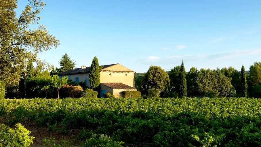 Champ de vignes