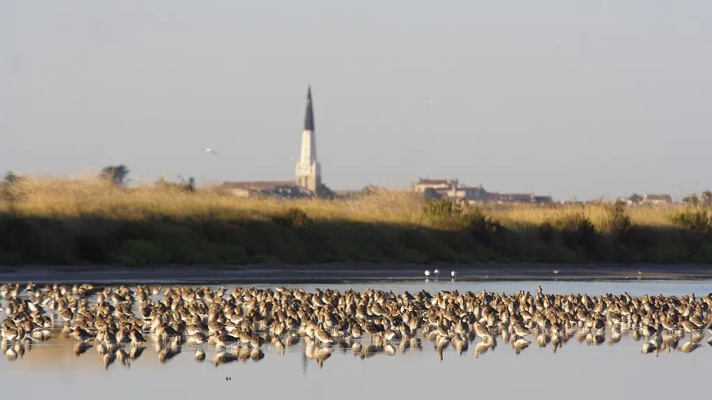 Landschaft und Uferschnepfen