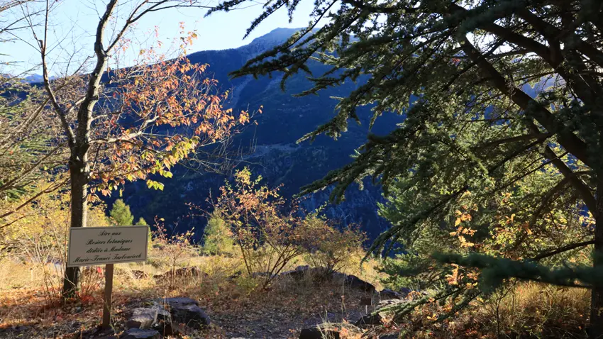 L'aire aux rosiers botaniques