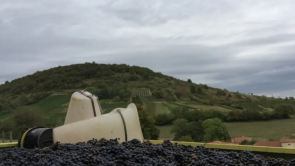 Vendanges