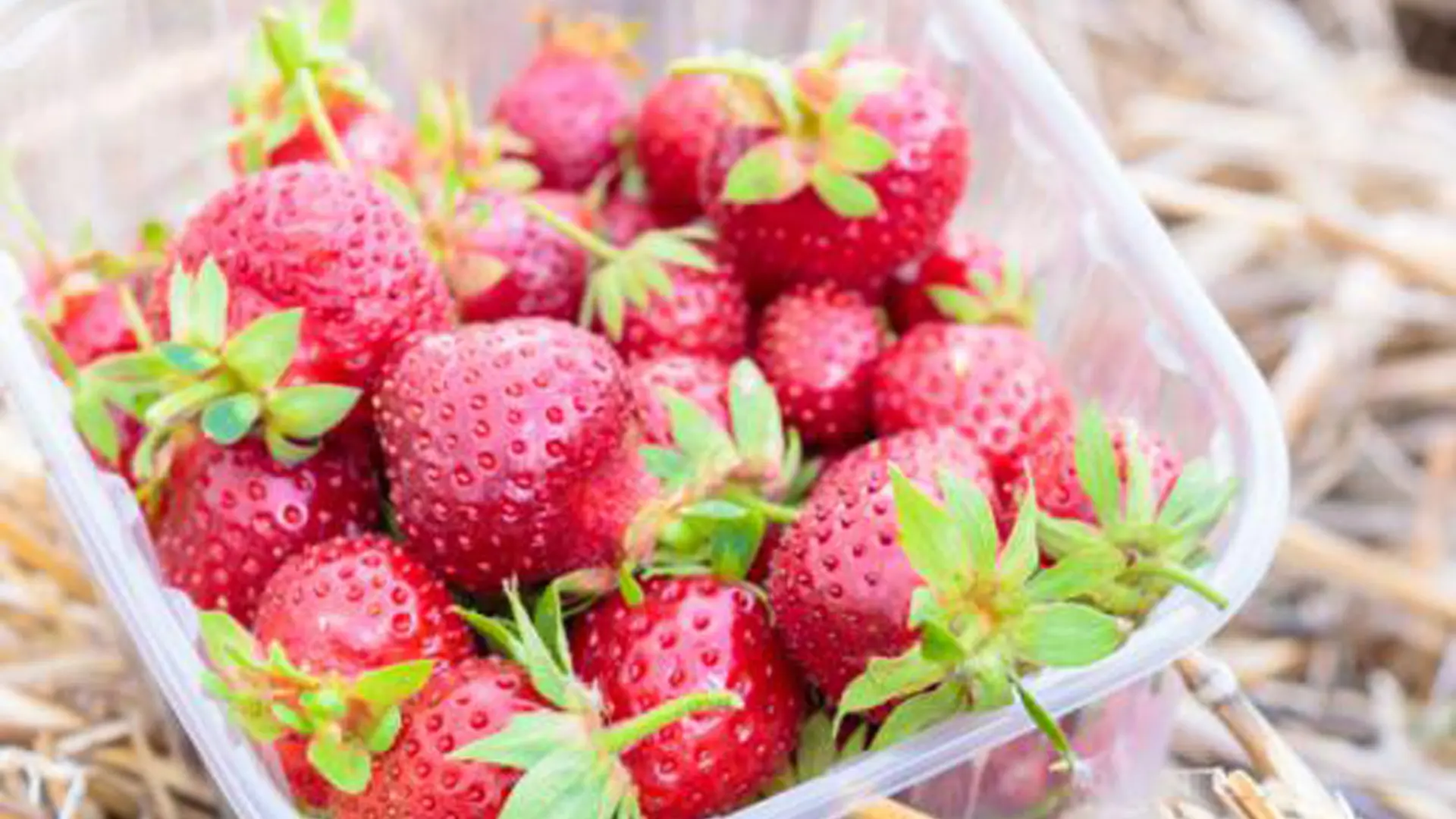 fraises