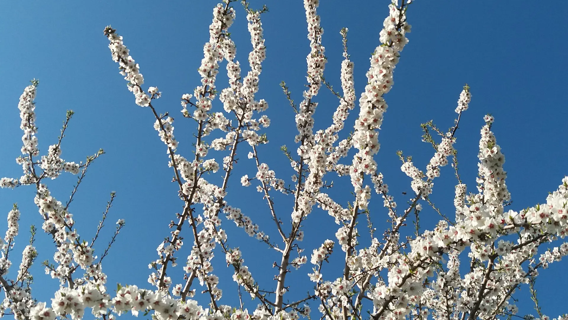 Amandiers en fleurs