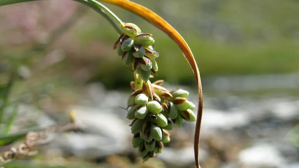 Carex bicolor