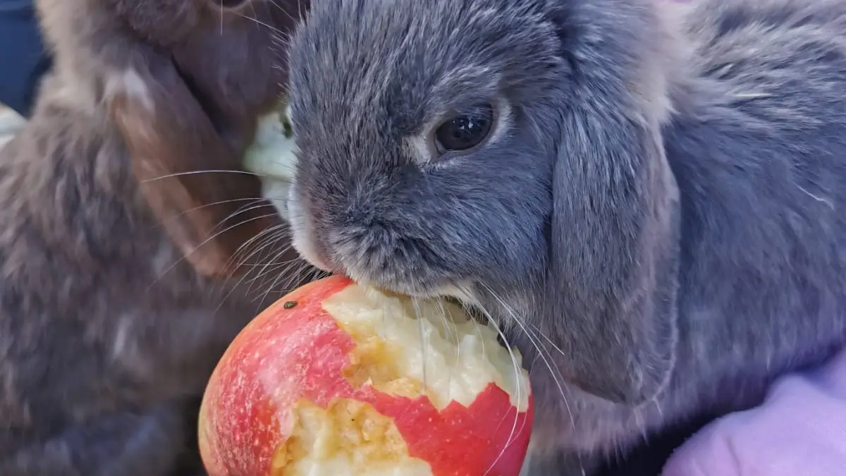 Parc Lapinothérapie