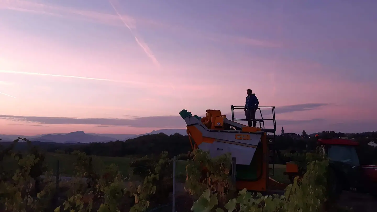 Machine à vendanger vigne