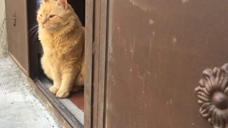 Notre chat,son nom est ROCKY