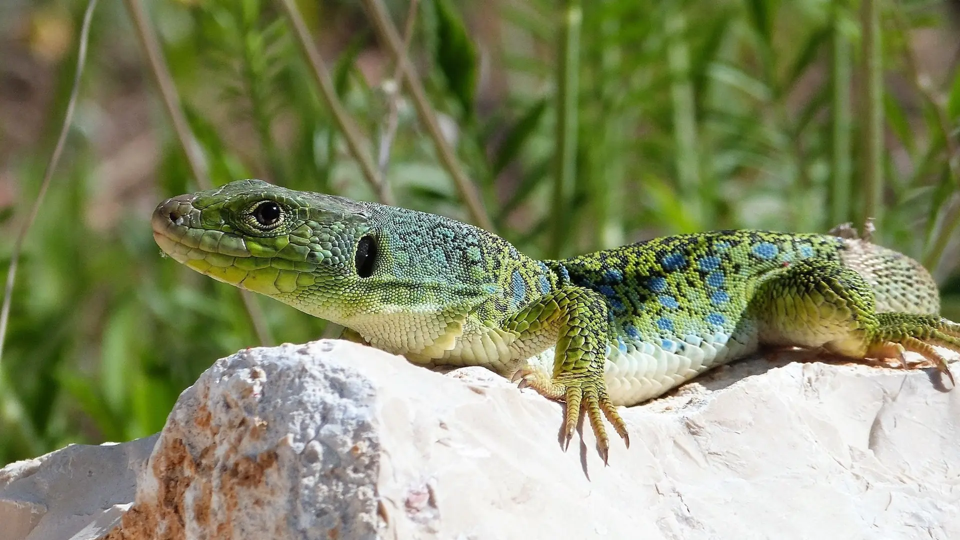 Lézard ocellé