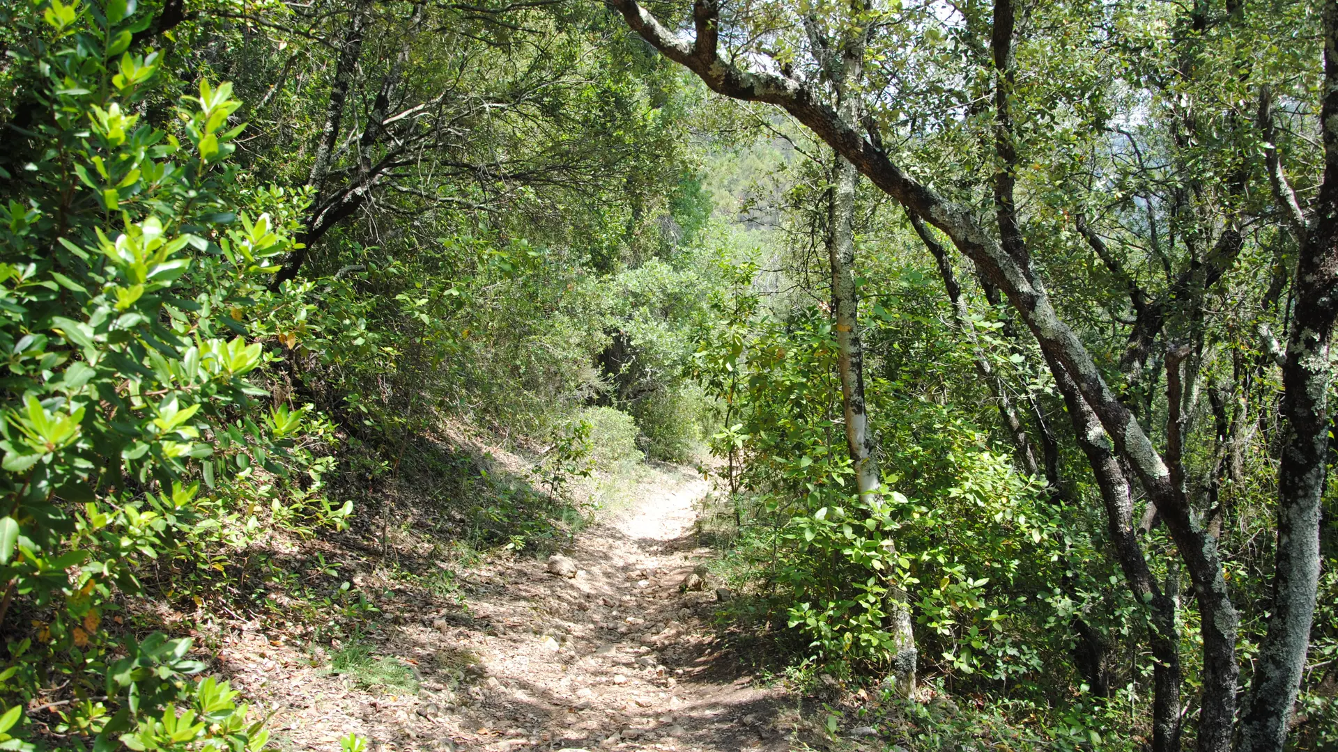 Montauroux - Trail Naturatrail