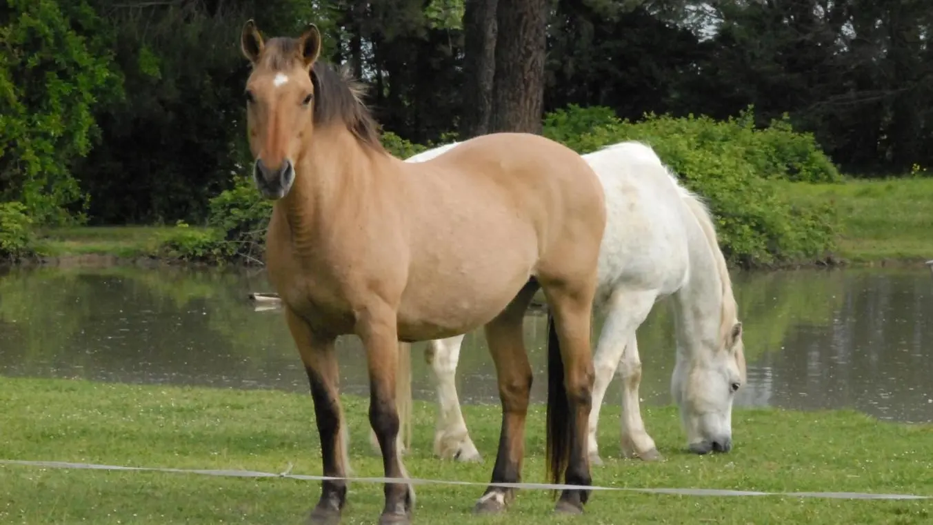 MES CHEVAUX DANS LE PARC