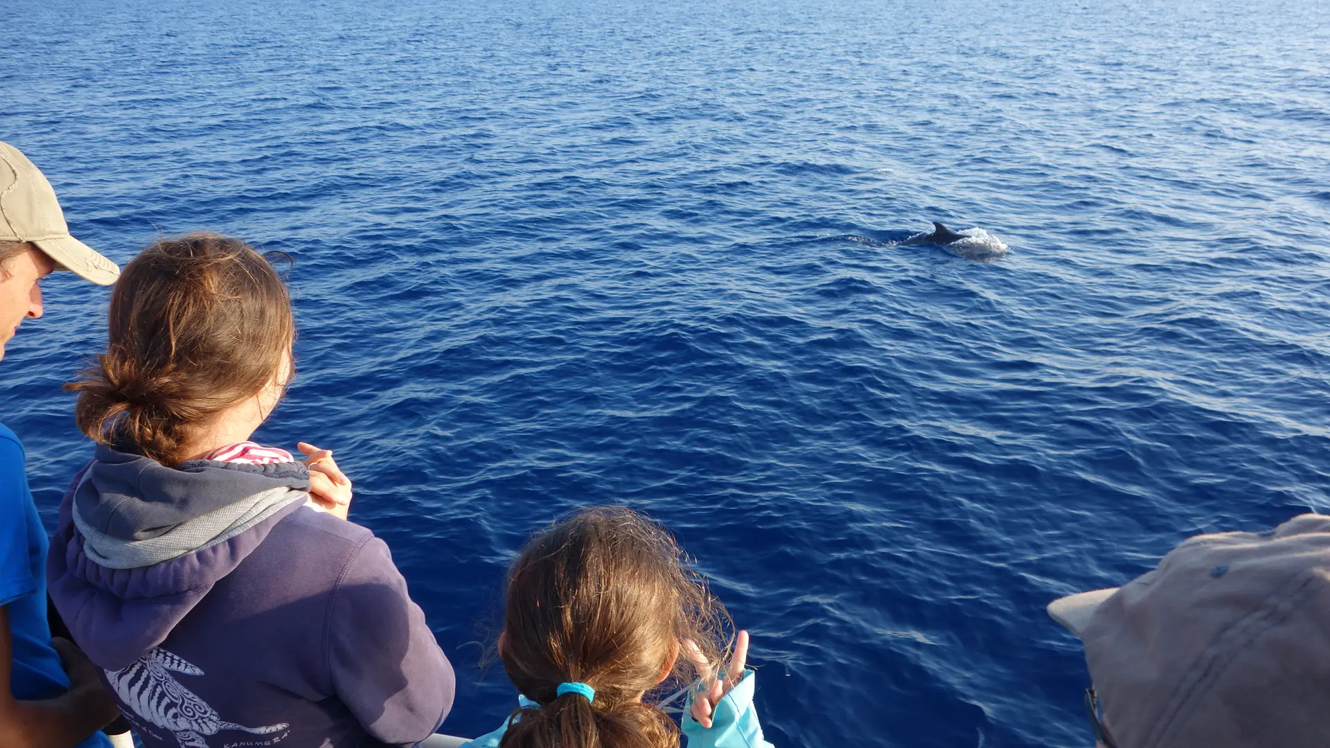 A la rencontre des dauphins et mammifère