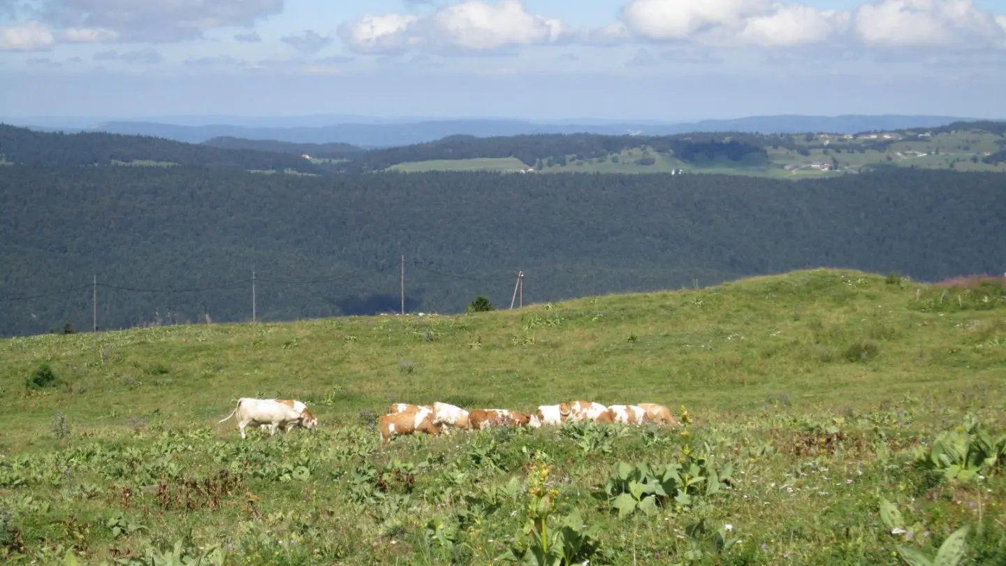 ambiance bucolique sur les monts Jura.....