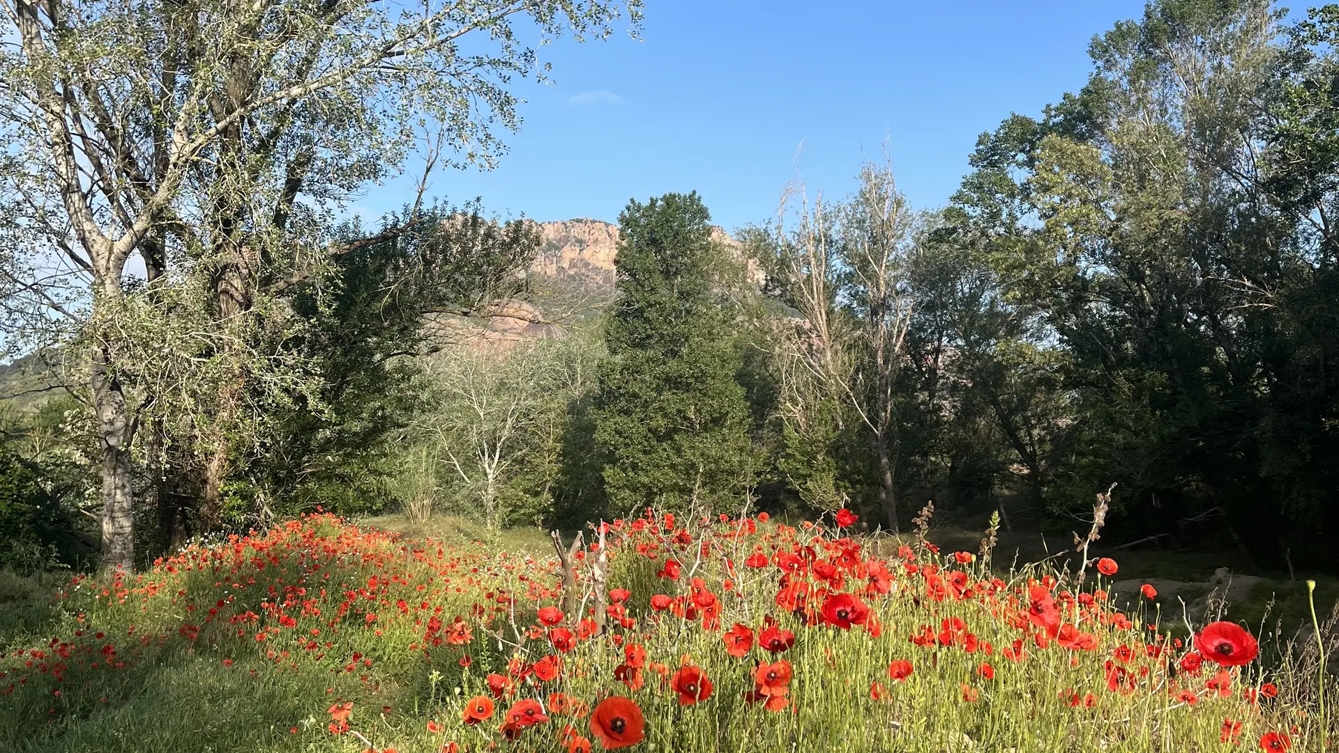 Coquelicots au Rocher