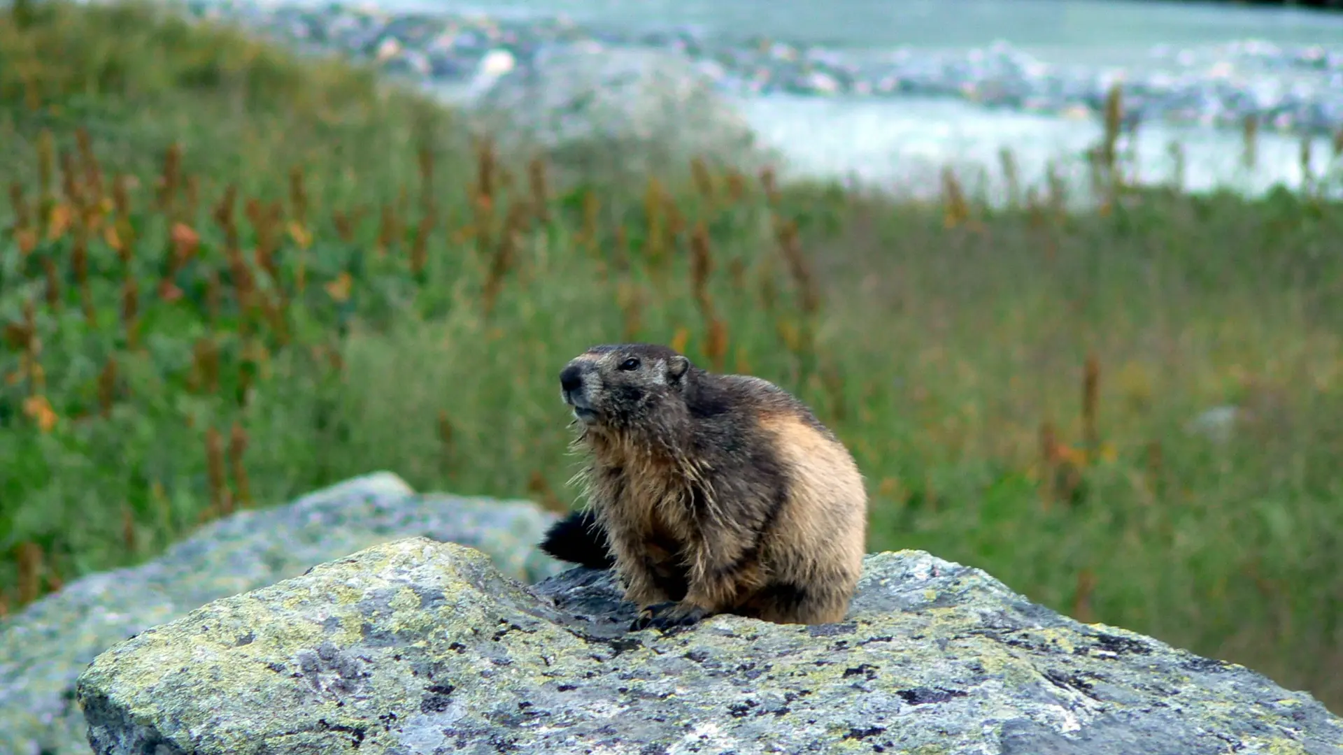 Marmotte