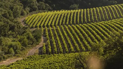 Les vignes  Château Pas du Cerf  à La Londe