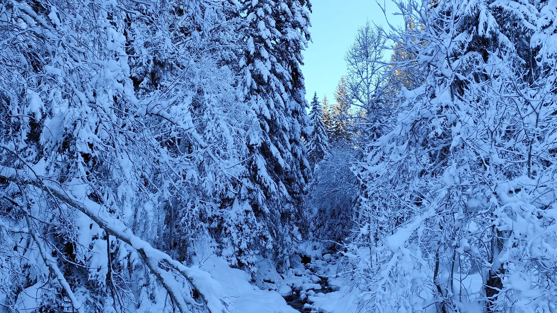 Ruisseau du Dard gelé