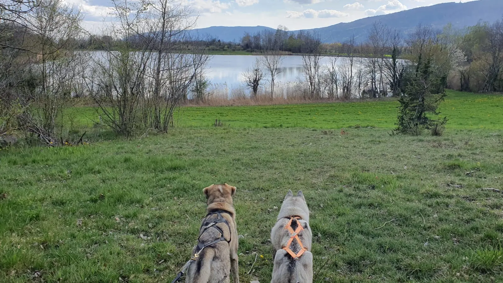 Balade tractée par les chiens avec Lisa Plaza