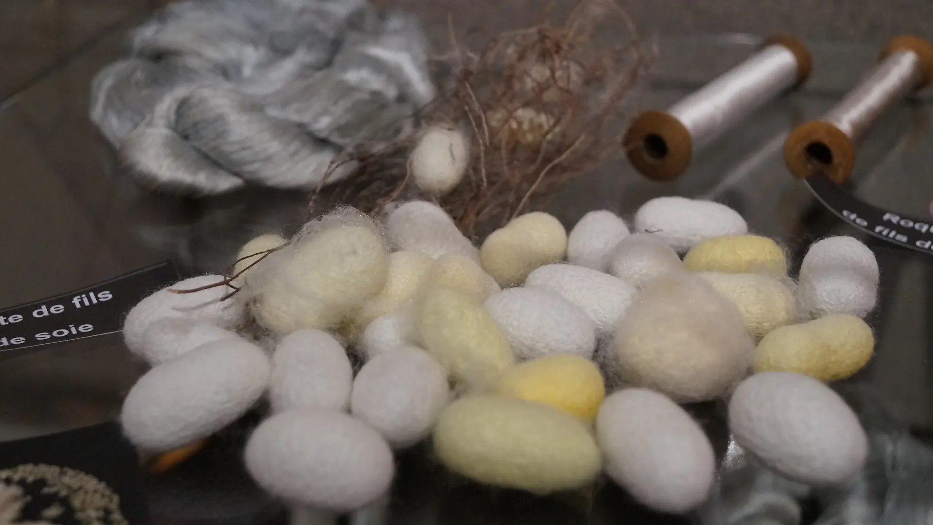 Cocons de vers à soie