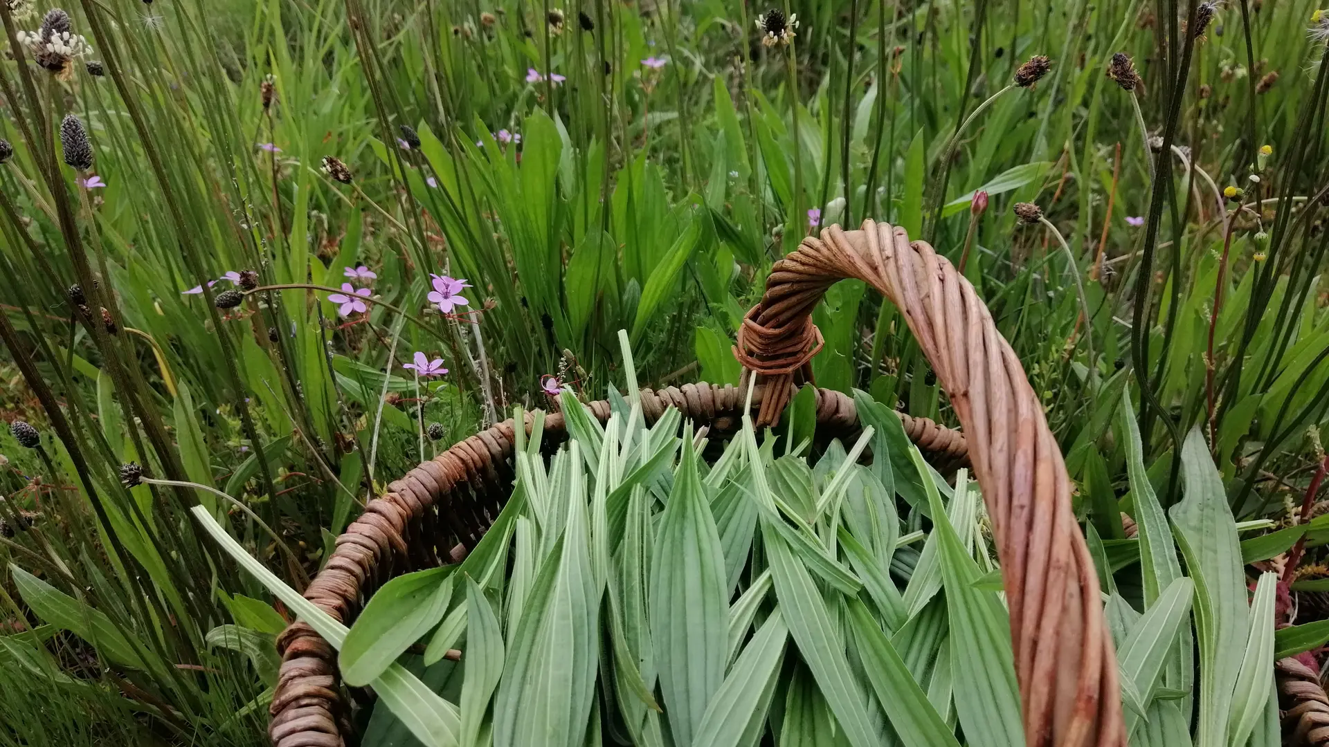 Le plantain, la plante du randonneur