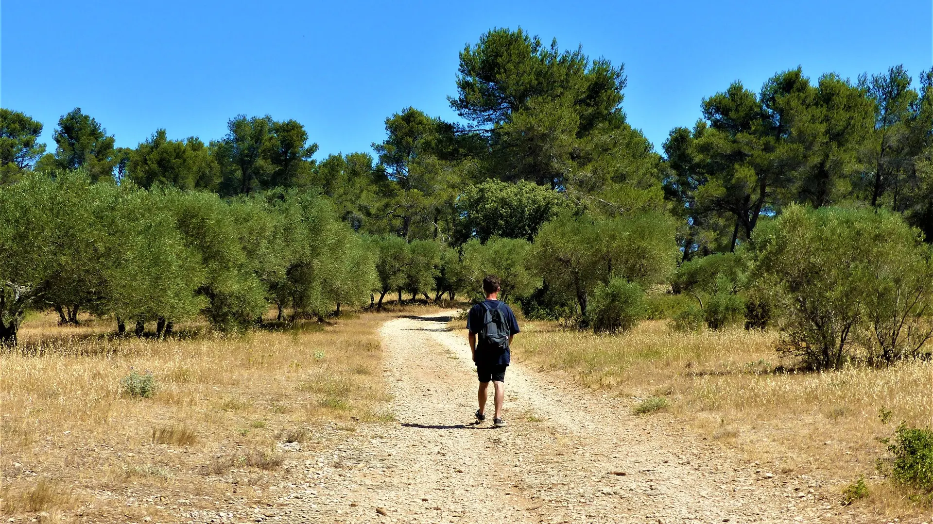 Au milieu des oliveraies