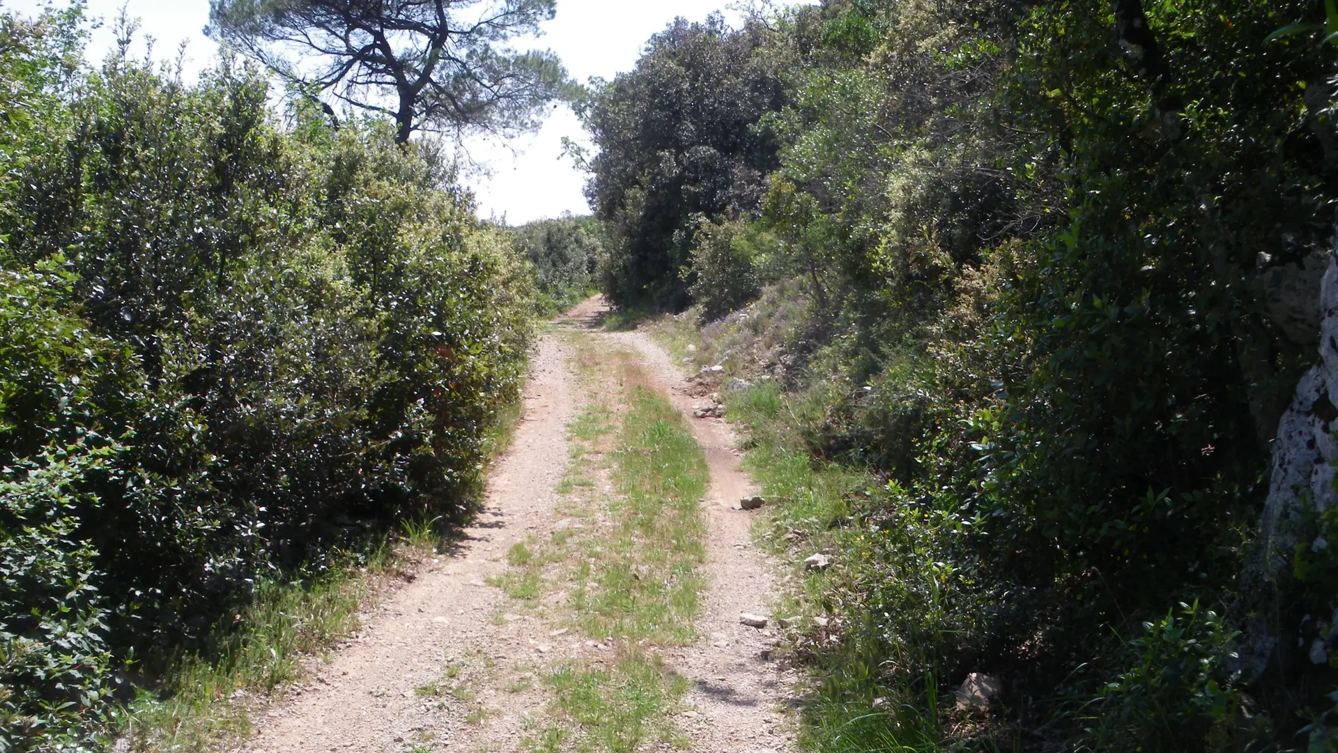 Cheminement dans la fôret des Morières