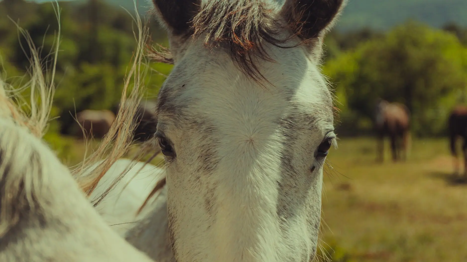 Cheval