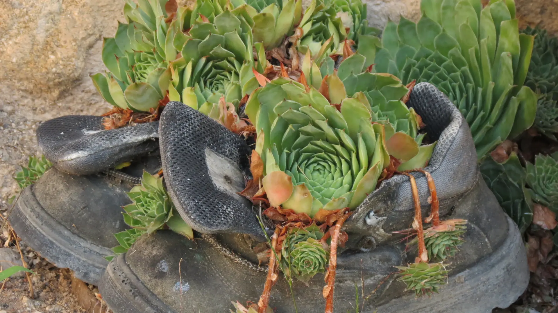 Plantes