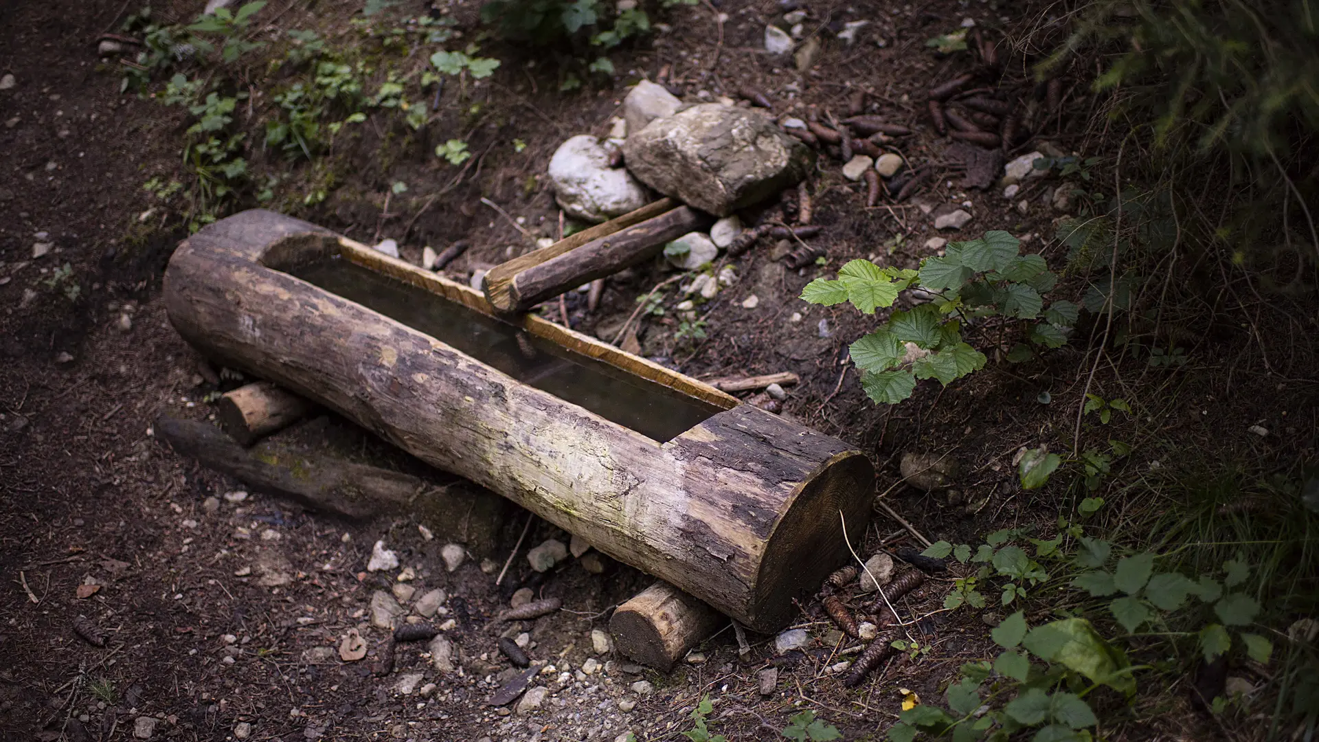 sentier de la forêt 3