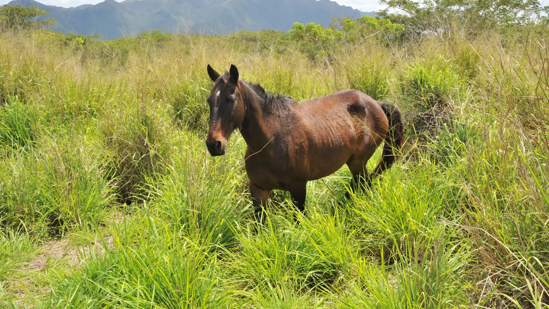 cheval, Koné, Koné rando, paysage, nature