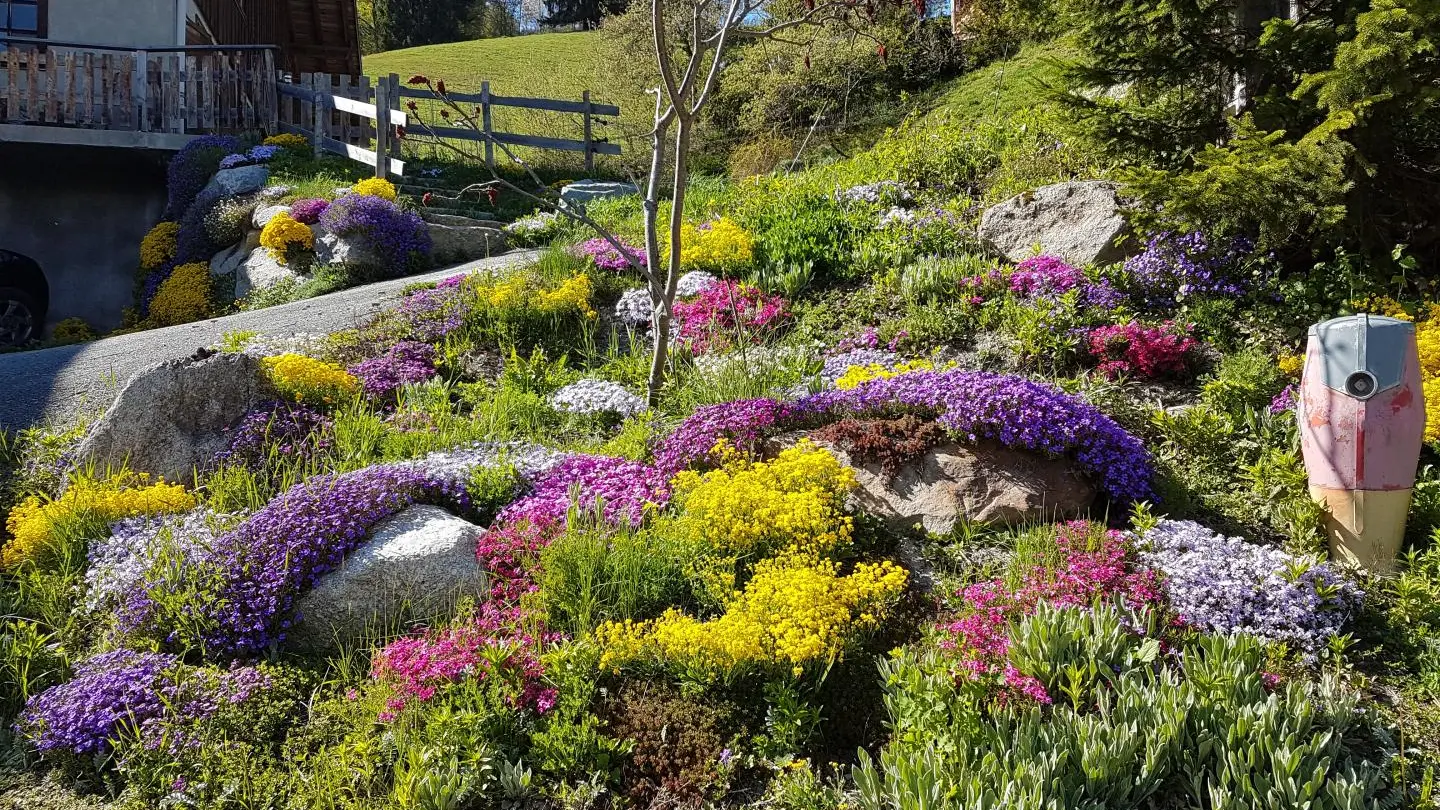 au printemps les rocailles fleurissent