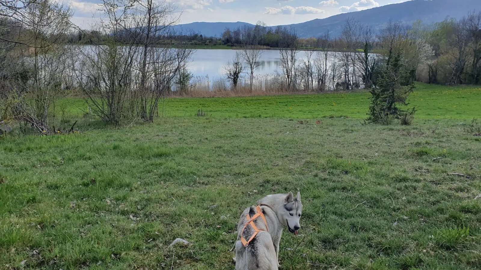 Balade tractée par les chiens avec Lisa Plaza