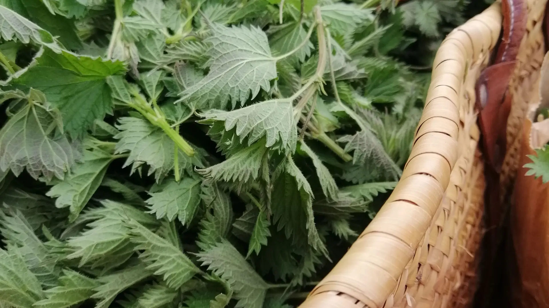 Cueillette de la bienfaisante ortie