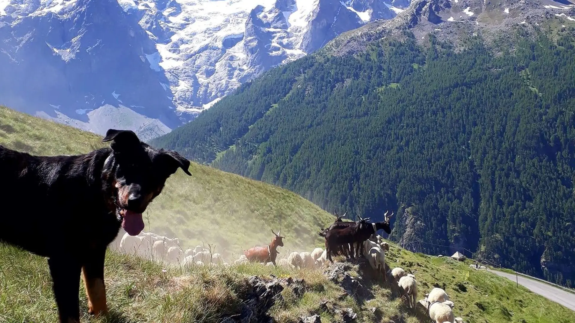 Le chien de berger surveille son troupeau - La Grave