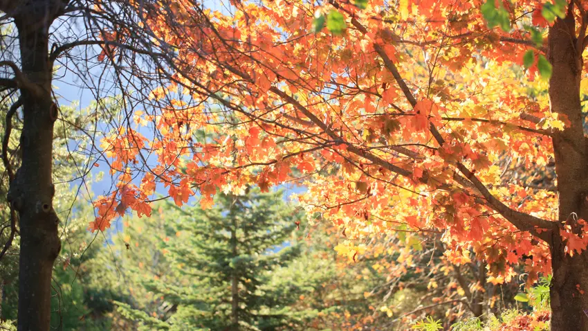 L'arboretum en automne