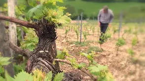 Cep de vigne