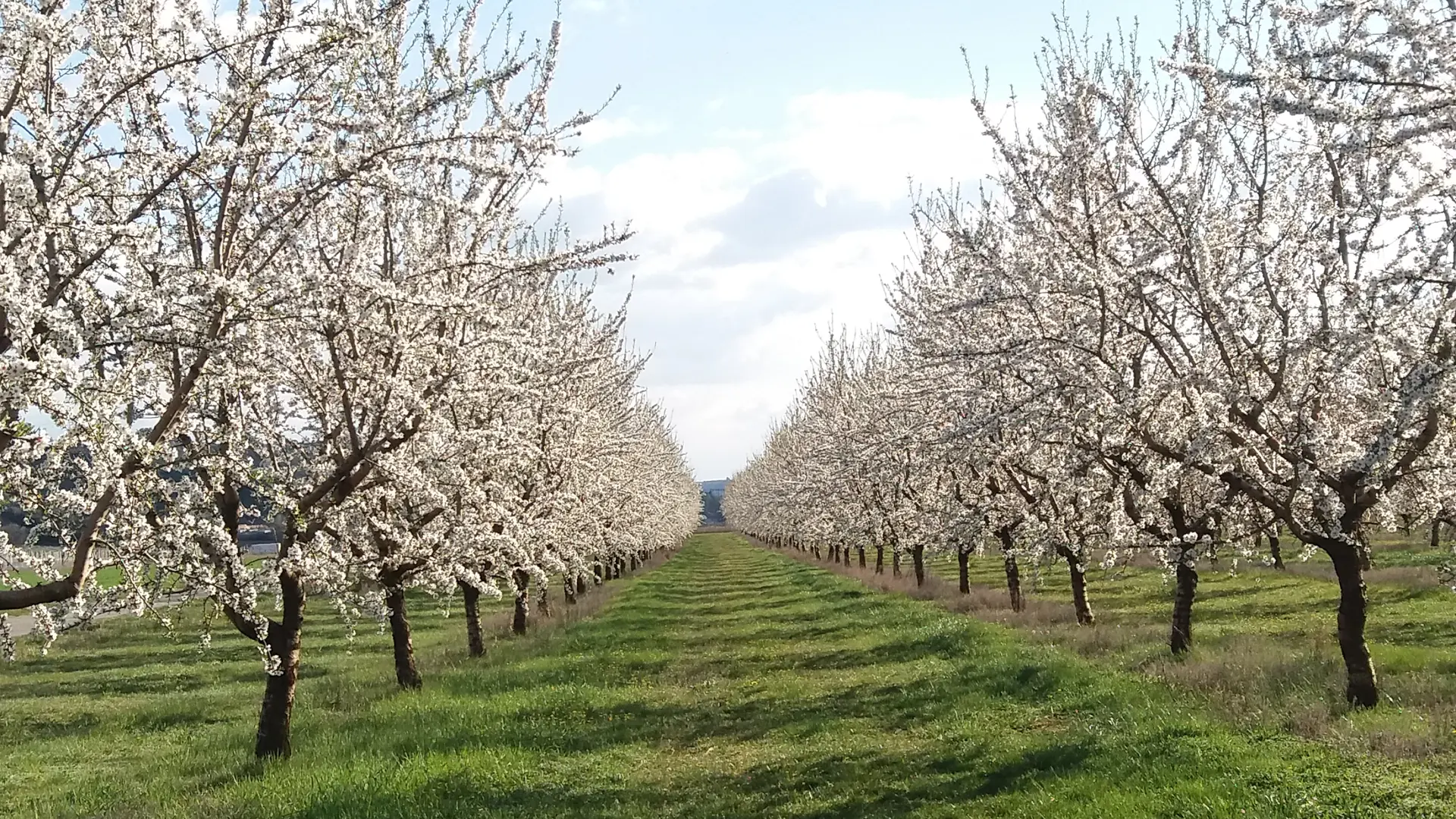 Rangée d'amandiers en fleurs