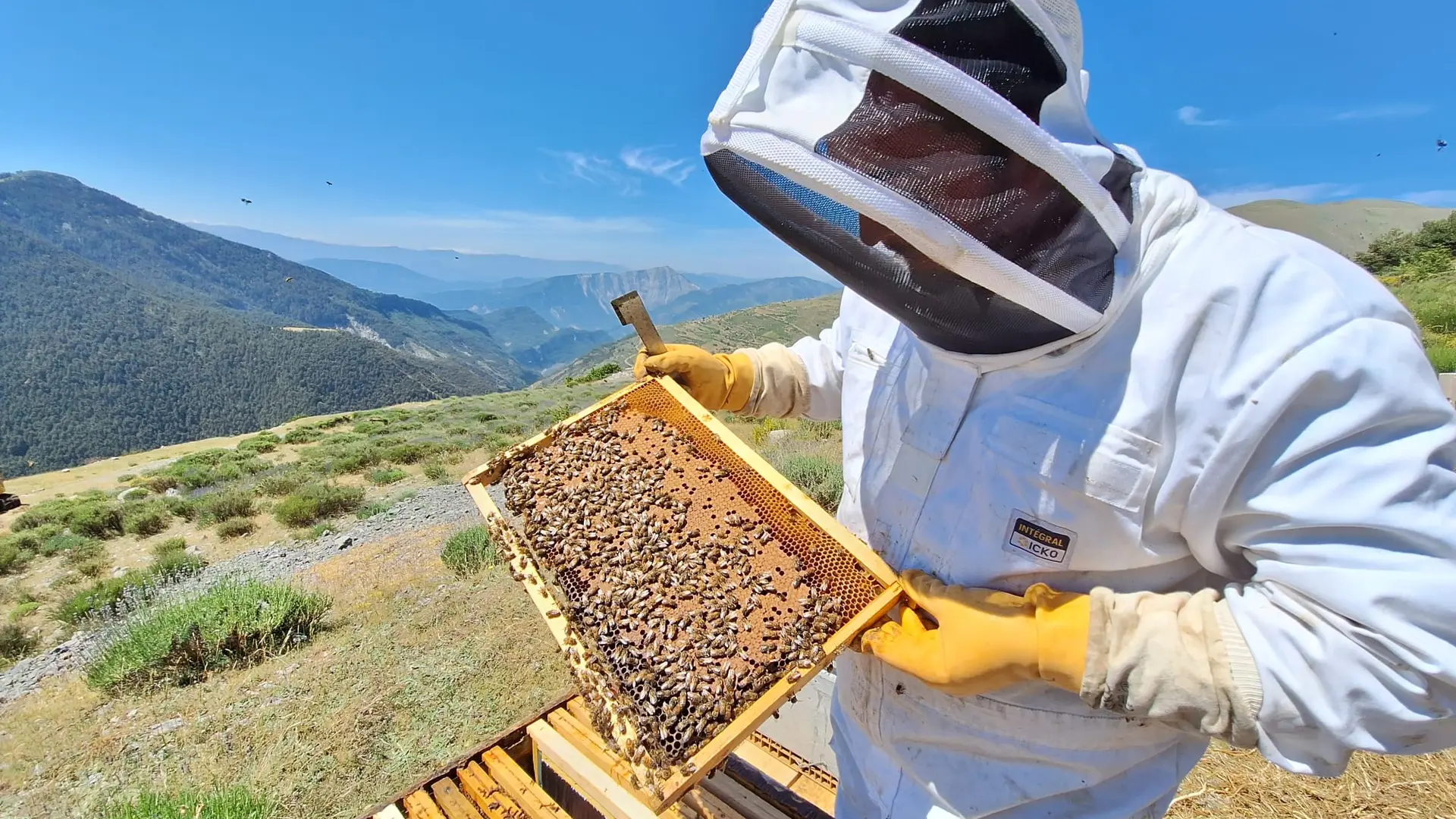 Apiculture