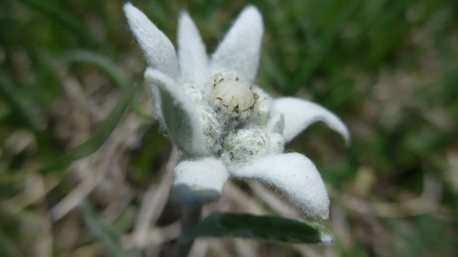 Edelweiss