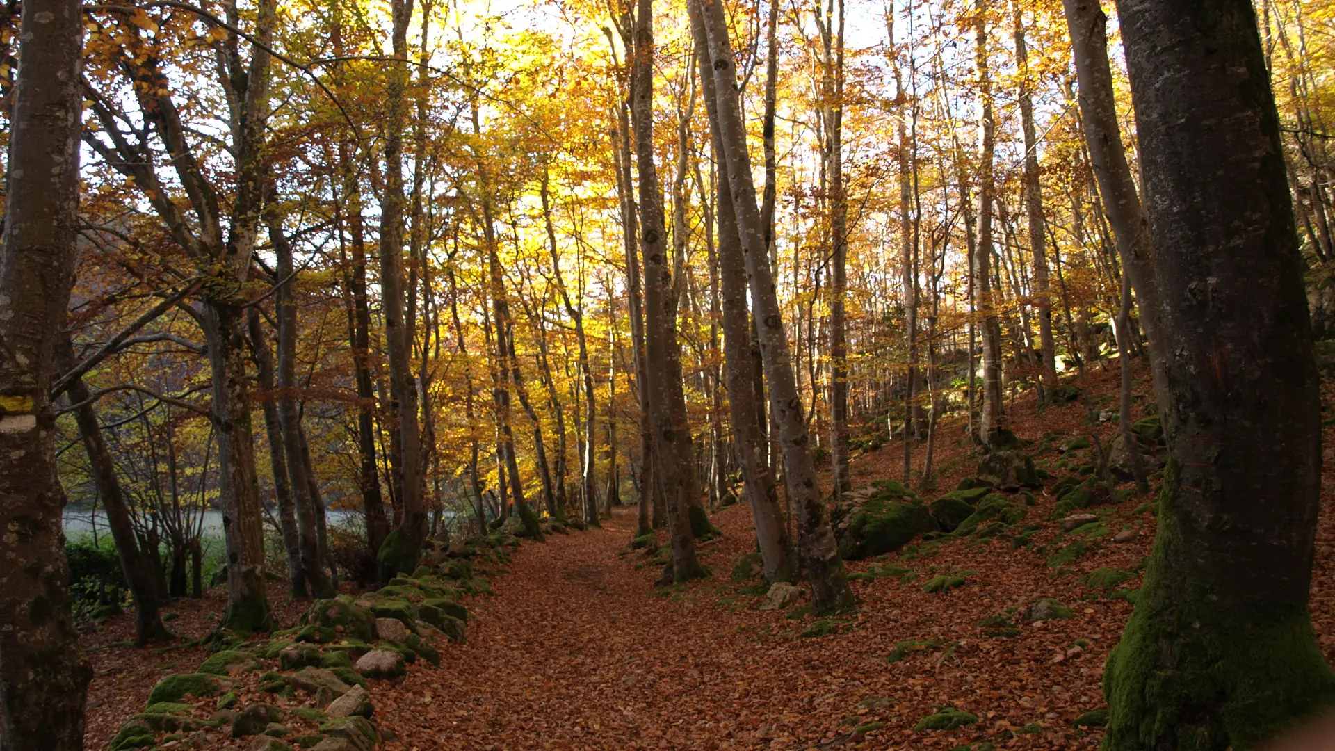 Hêtraie en automne