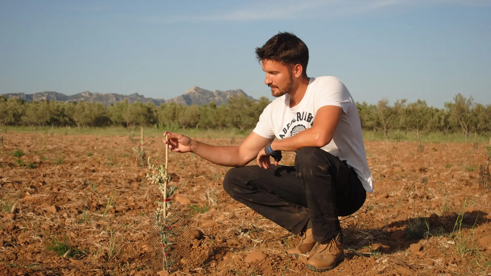 Amouriès - Domaine Delabarre Olive oil producer in Mouriès Lucas