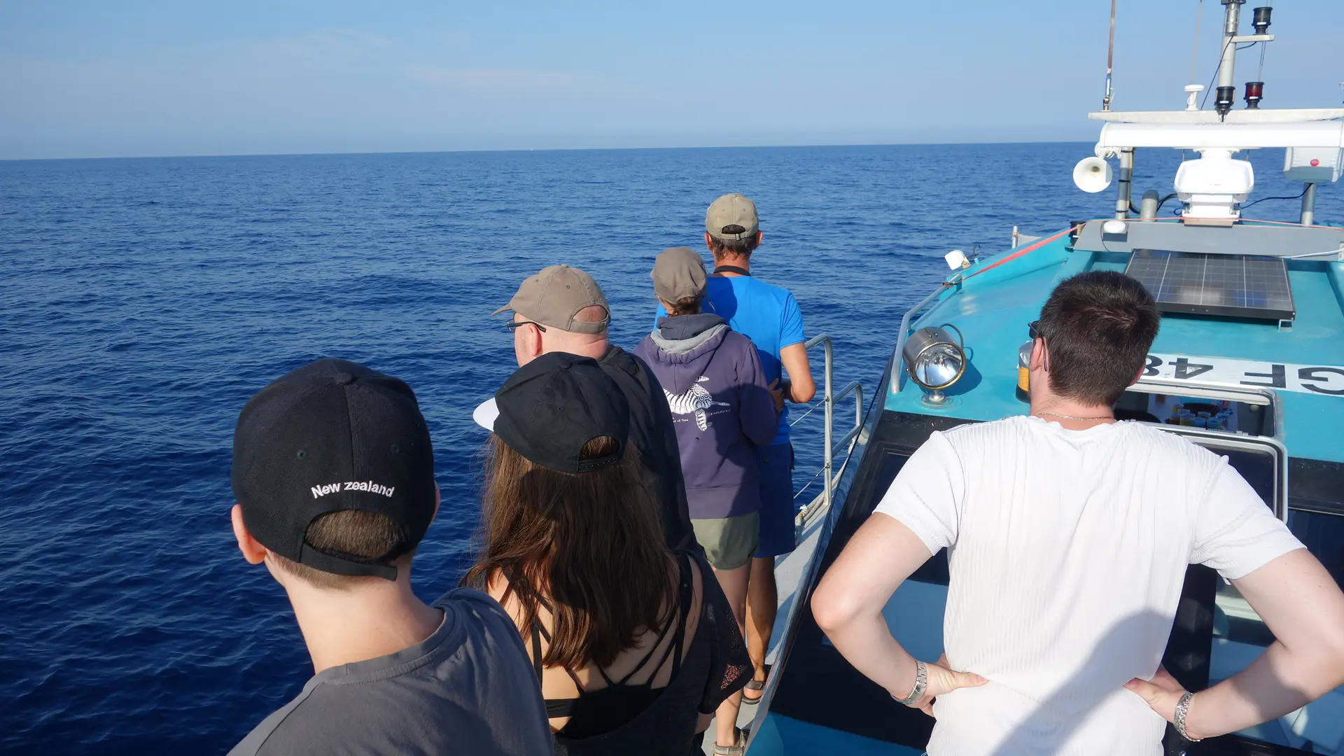 A la rencontre des dauphins et mammifère