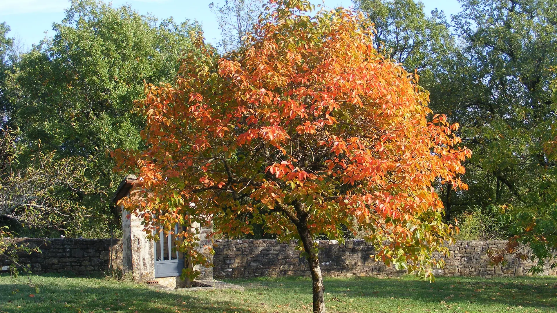 Le verger se pare d'or et de cuivre à l'automne à LOU PAPAGAI