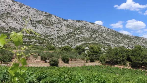 Vignobles et Terroir Aixois