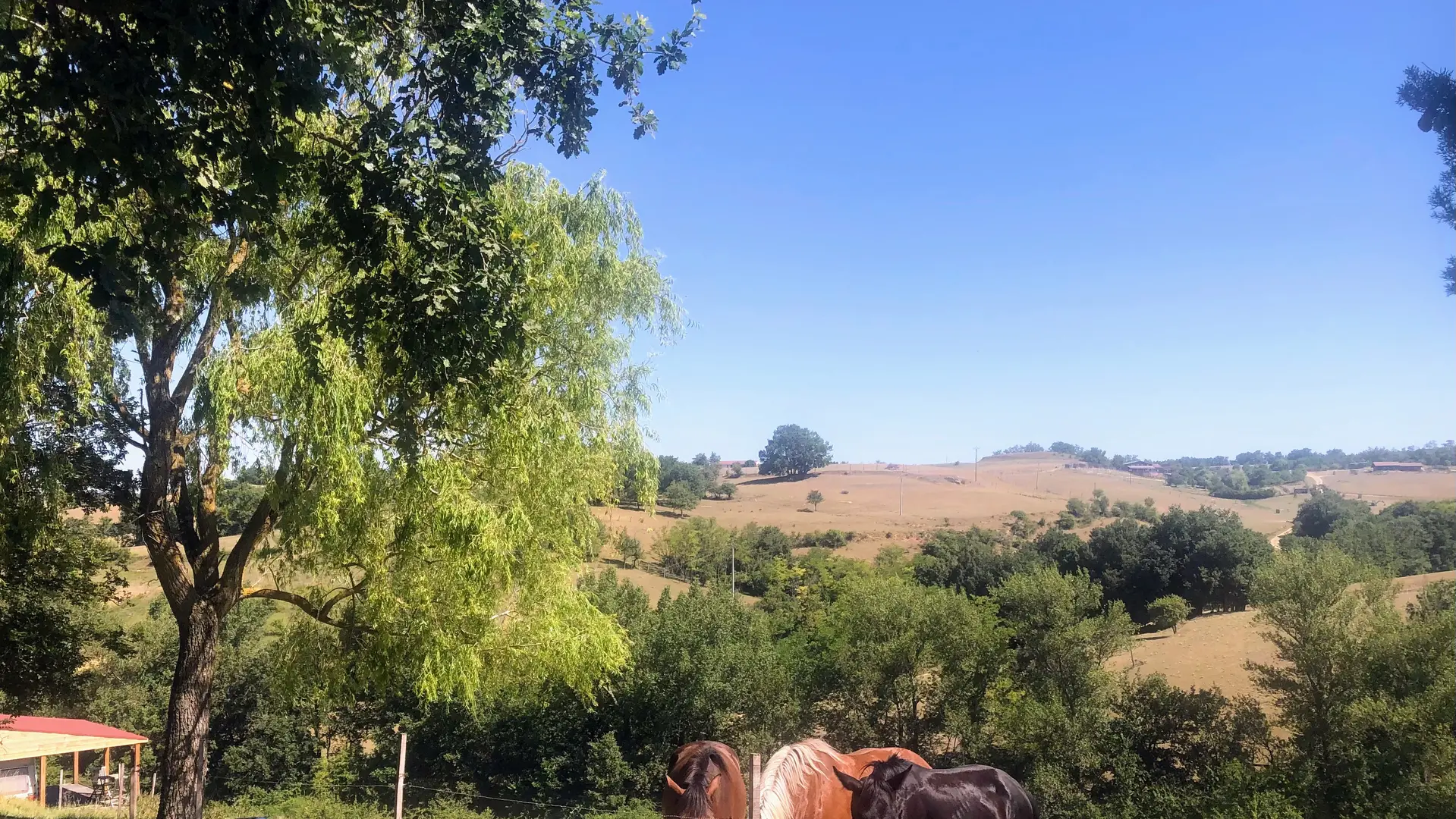 enfant et chevaux