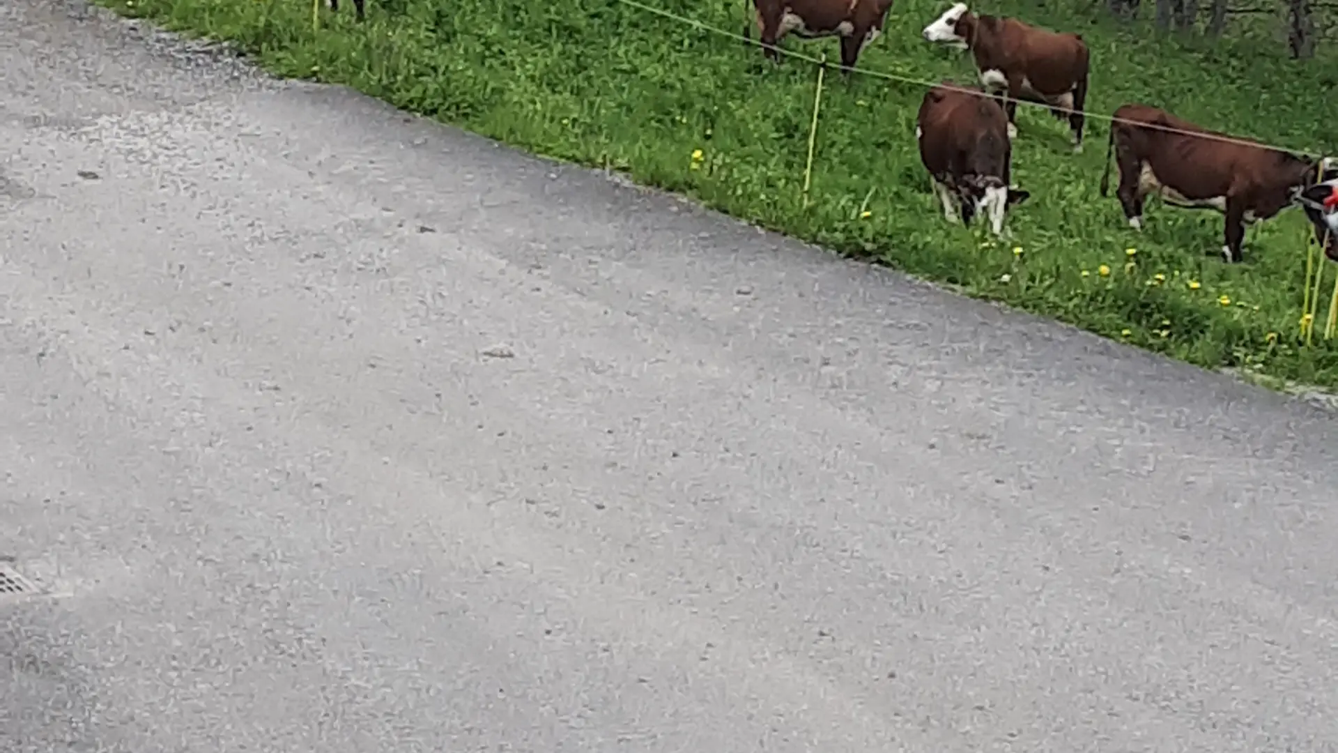Vaches